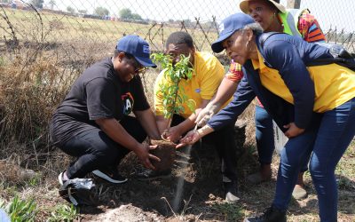 Urban Greening in shared community spaces through tree planting